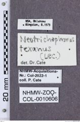 Etikette zu Mulsanteus texanus (NHMW-ZOO-COL-0010606)